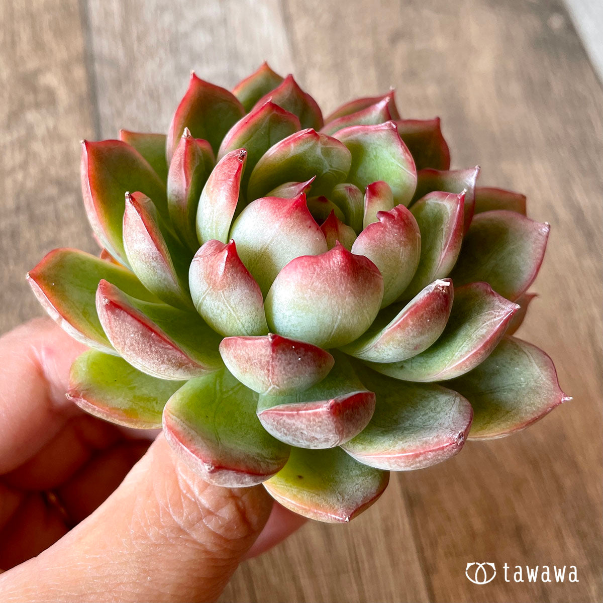 New Arrival* Cubic Frost