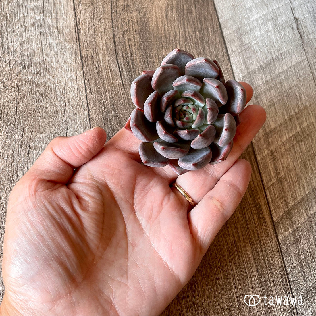 New Arrival* Cubic Frost