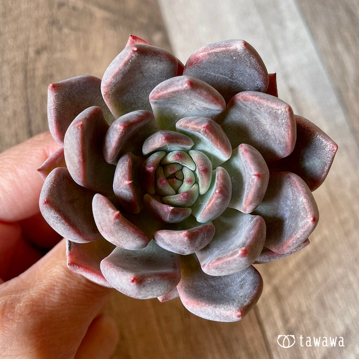 New Arrival* Cubic Frost