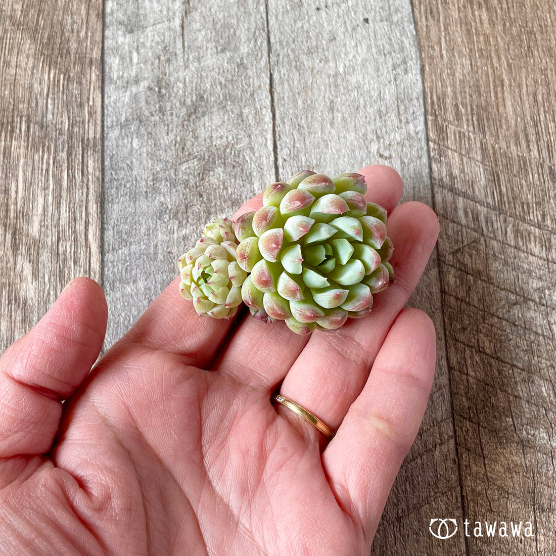 New Arrival* Star Mark