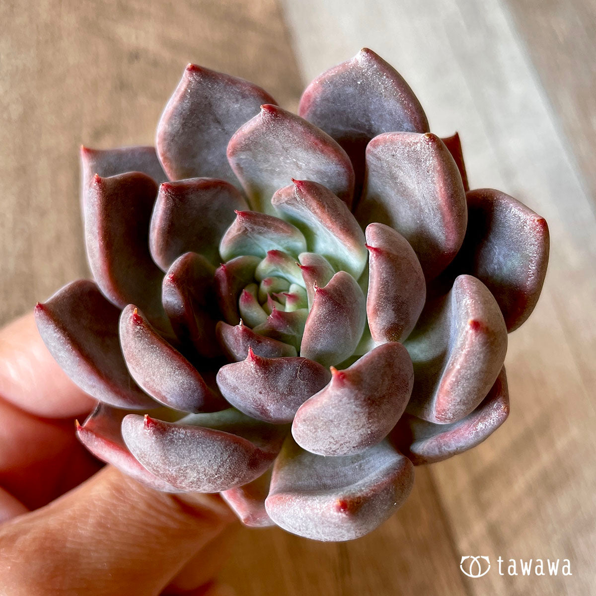 New Arrival* Cubic Frost