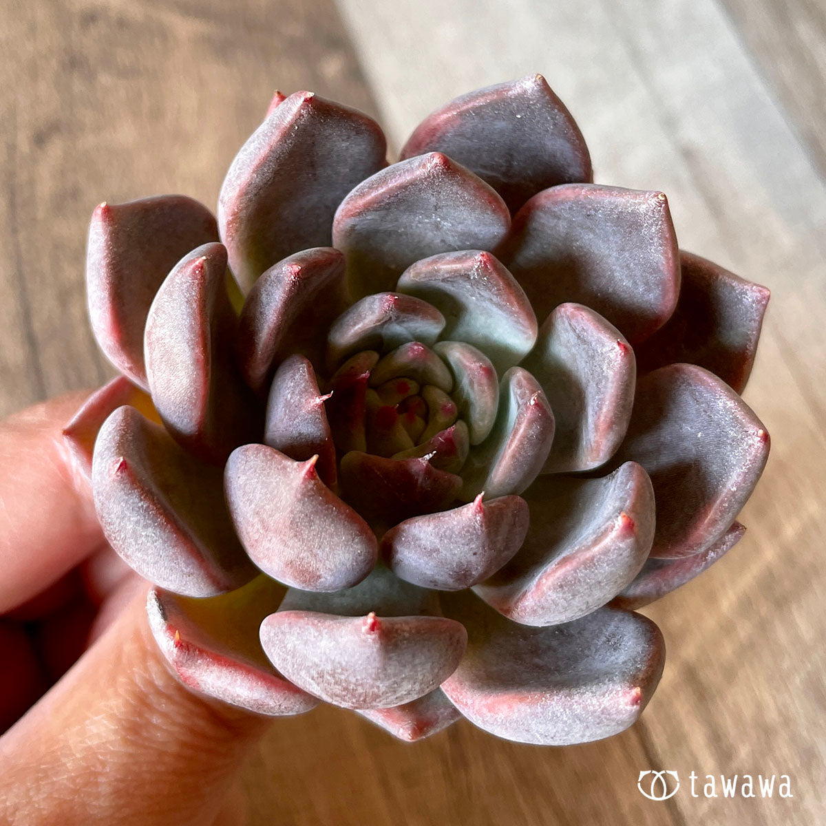 New Arrival* Cubic Frost