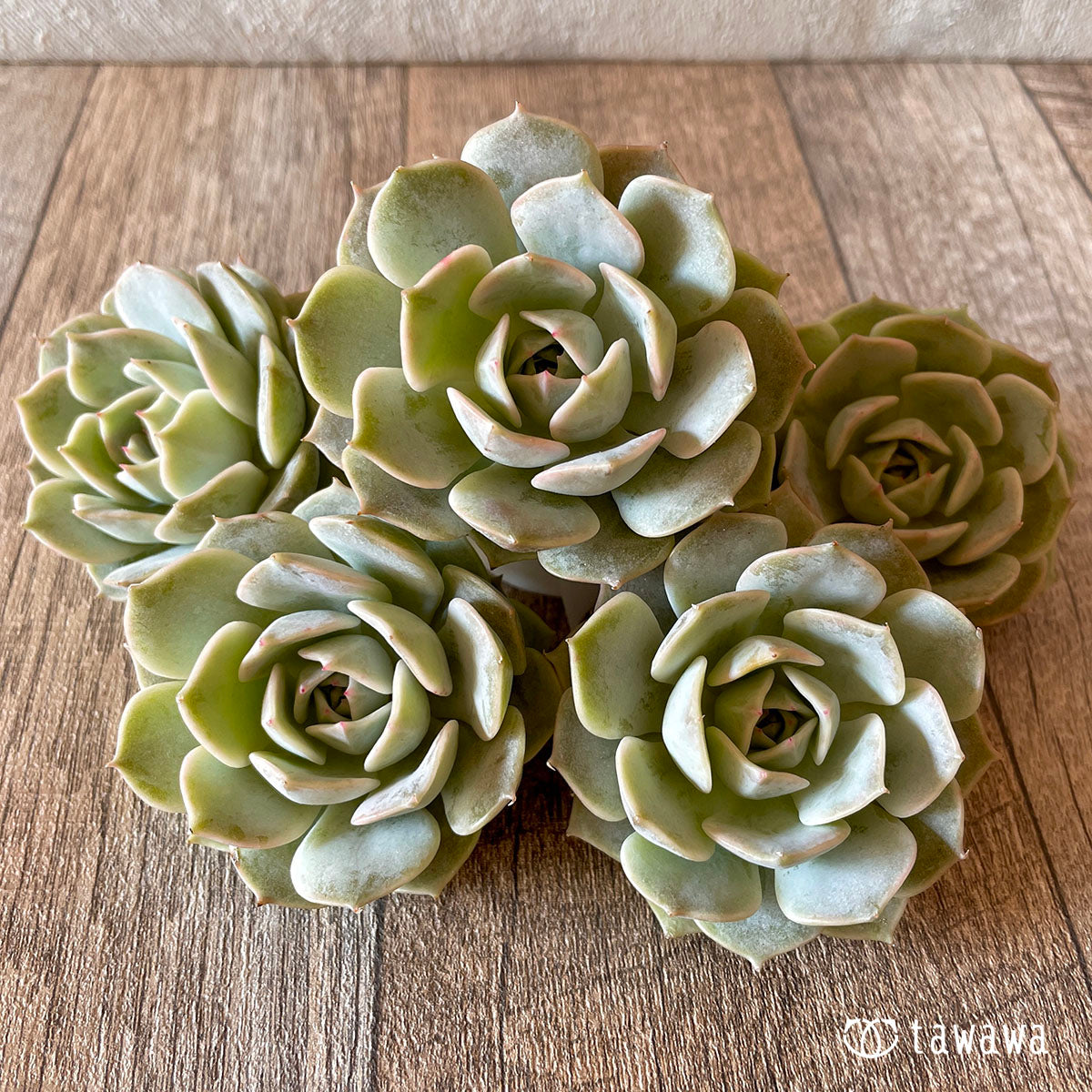 New Arrival* Cubic Frost