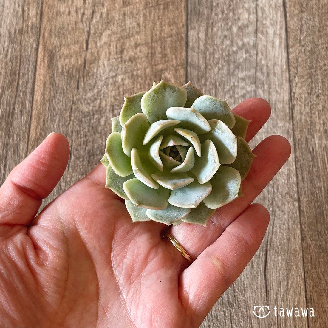 New Arrival* Cubic Frost