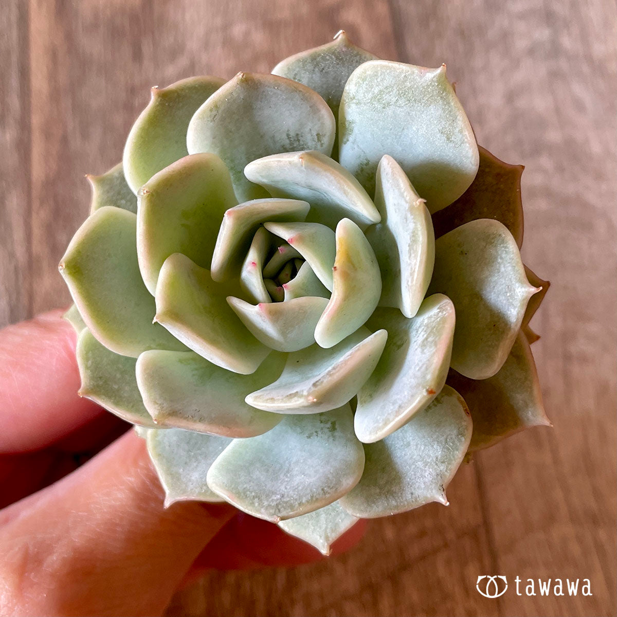 New Arrival* Cubic Frost