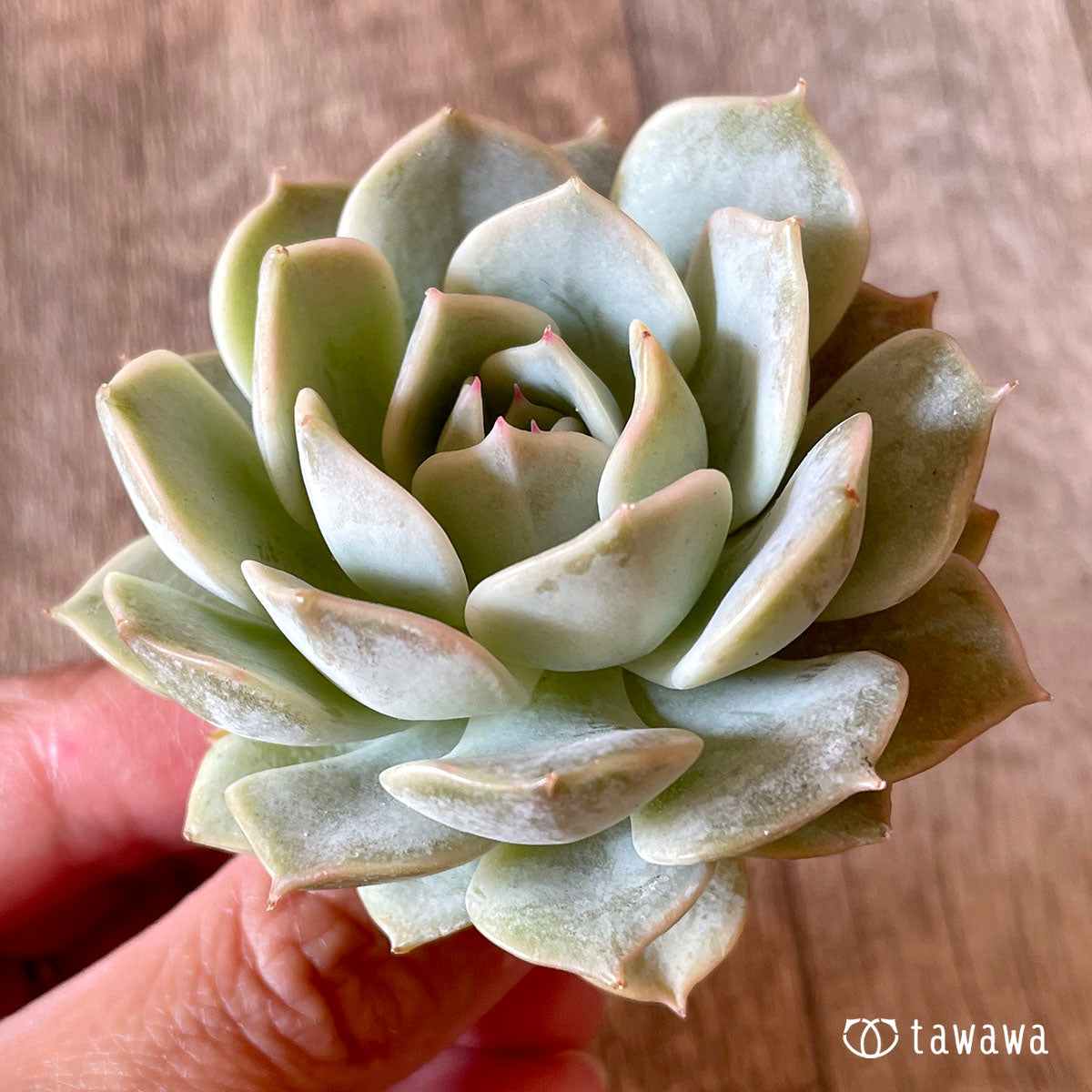 New Arrival* Cubic Frost