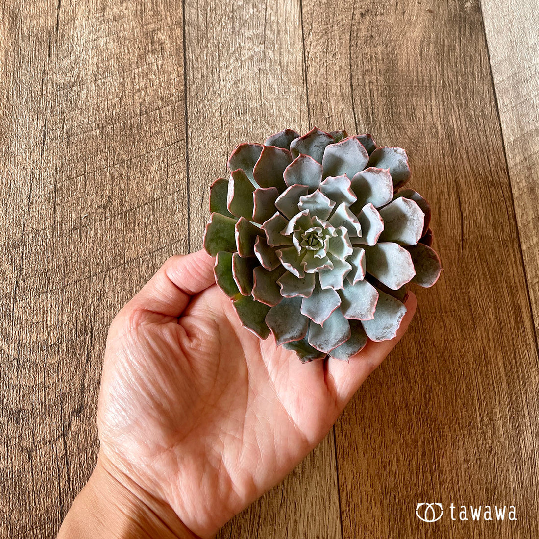 New Arrival* Cubic Frost