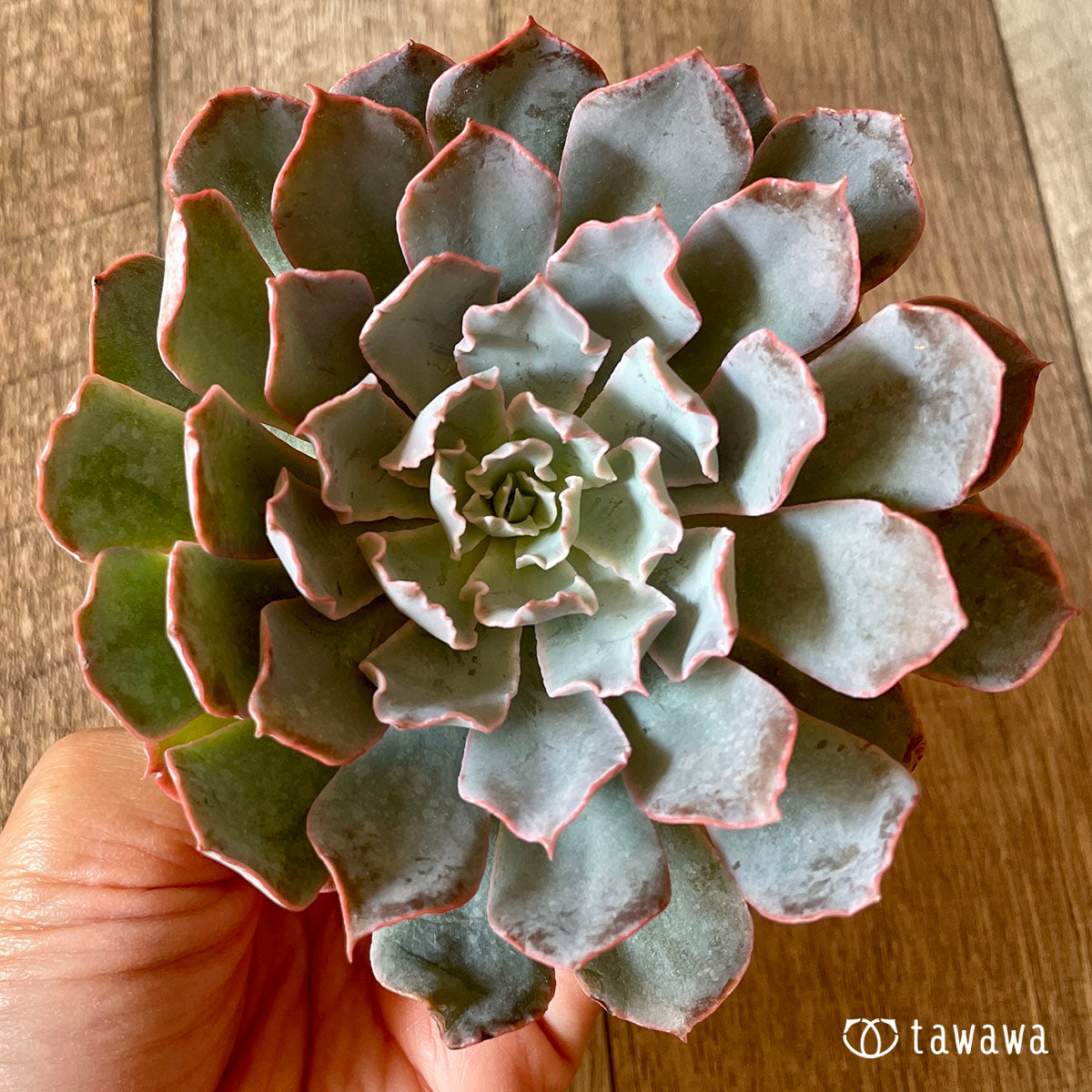 New Arrival* Cubic Frost