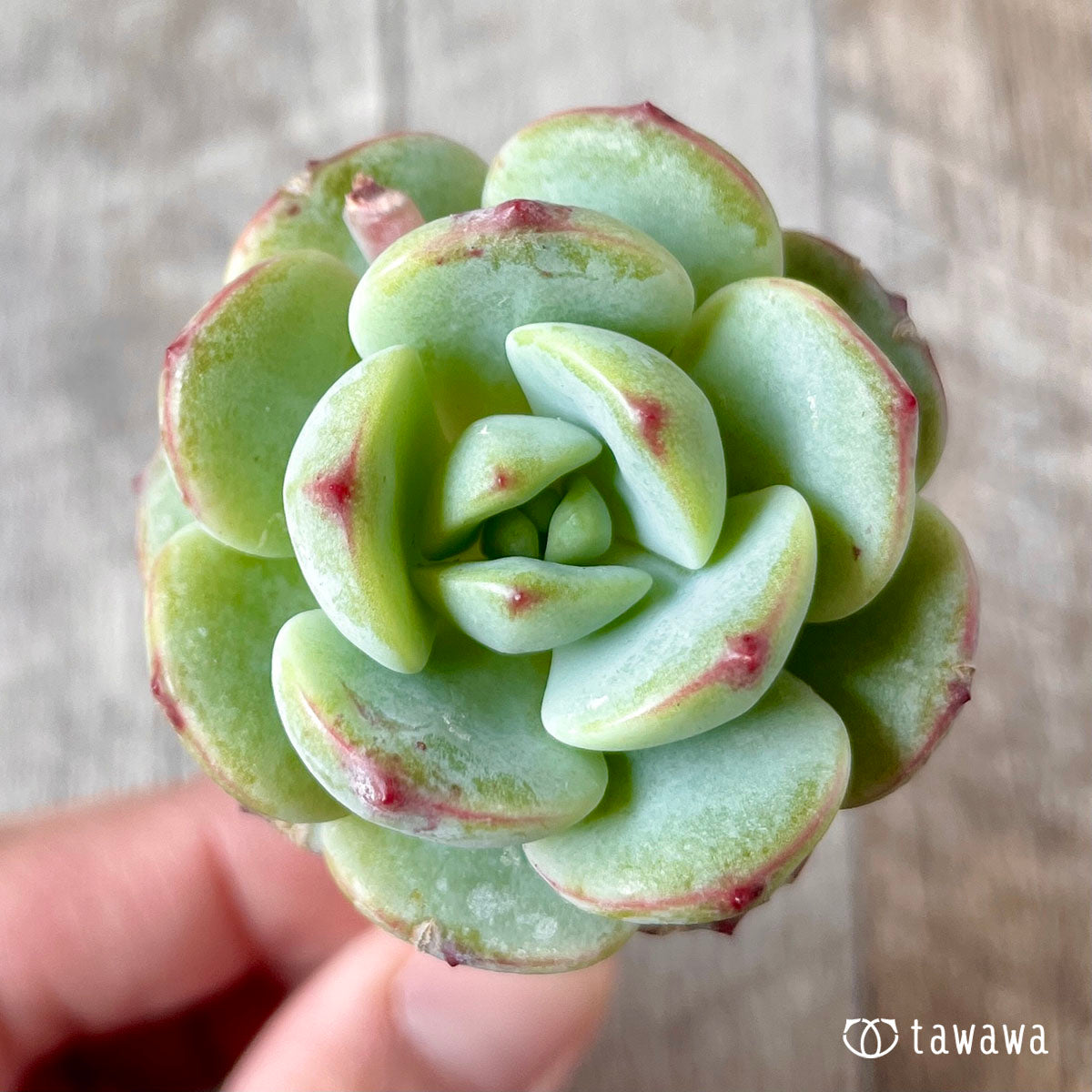 바닐라 비스