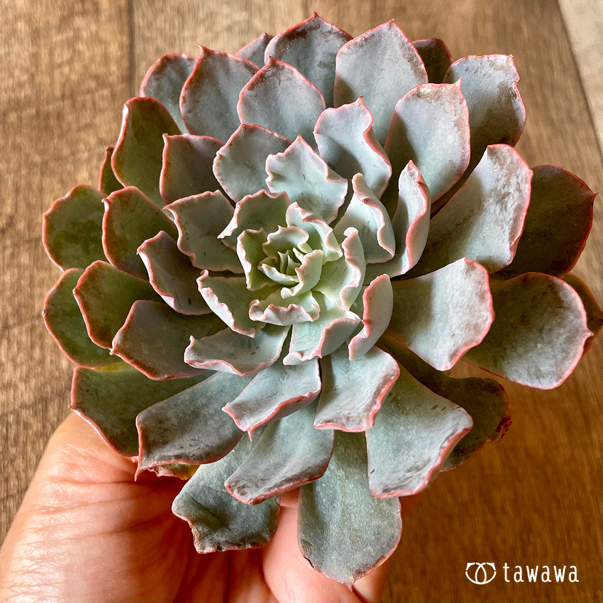 New Arrival* Cubic Frost
