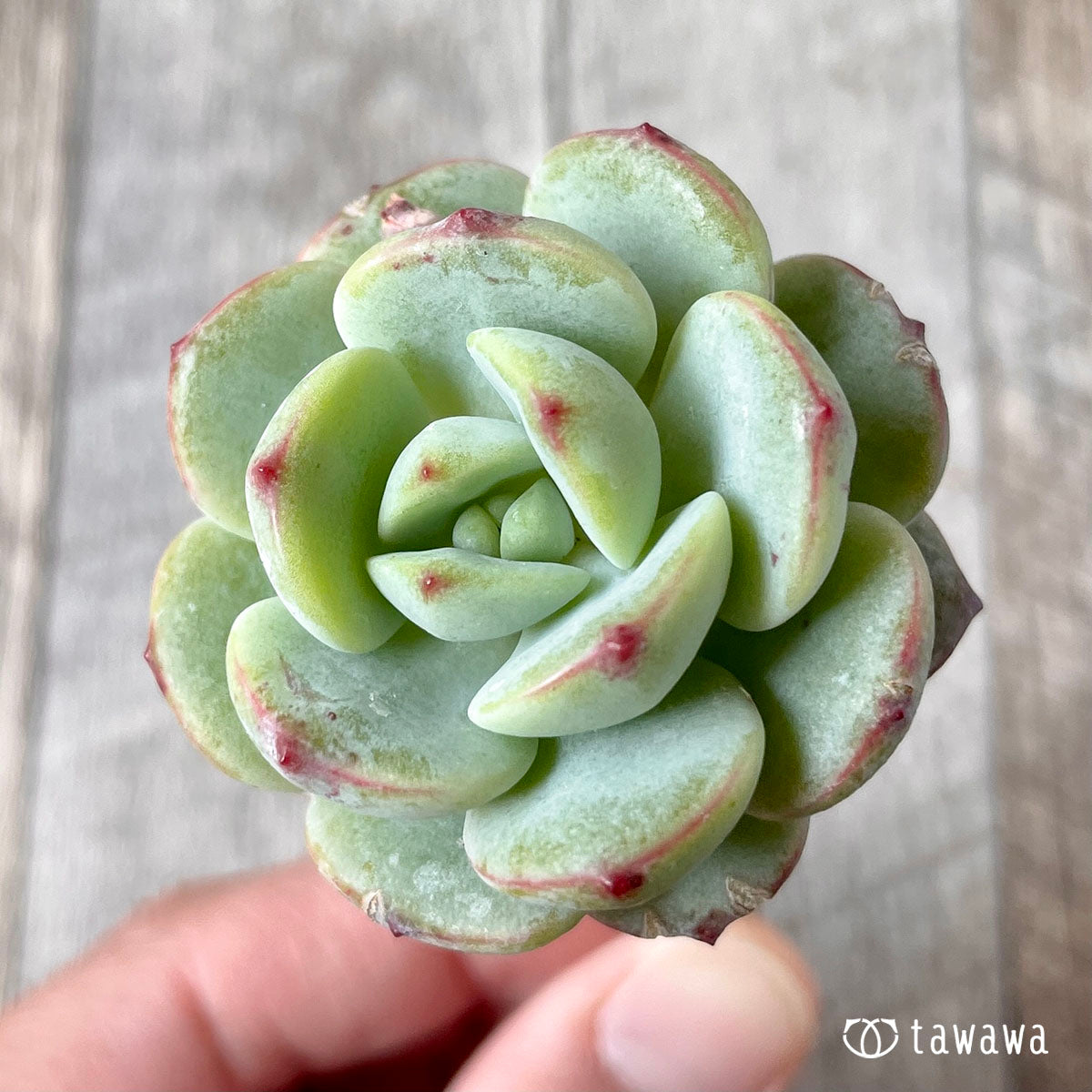 바닐라 비스