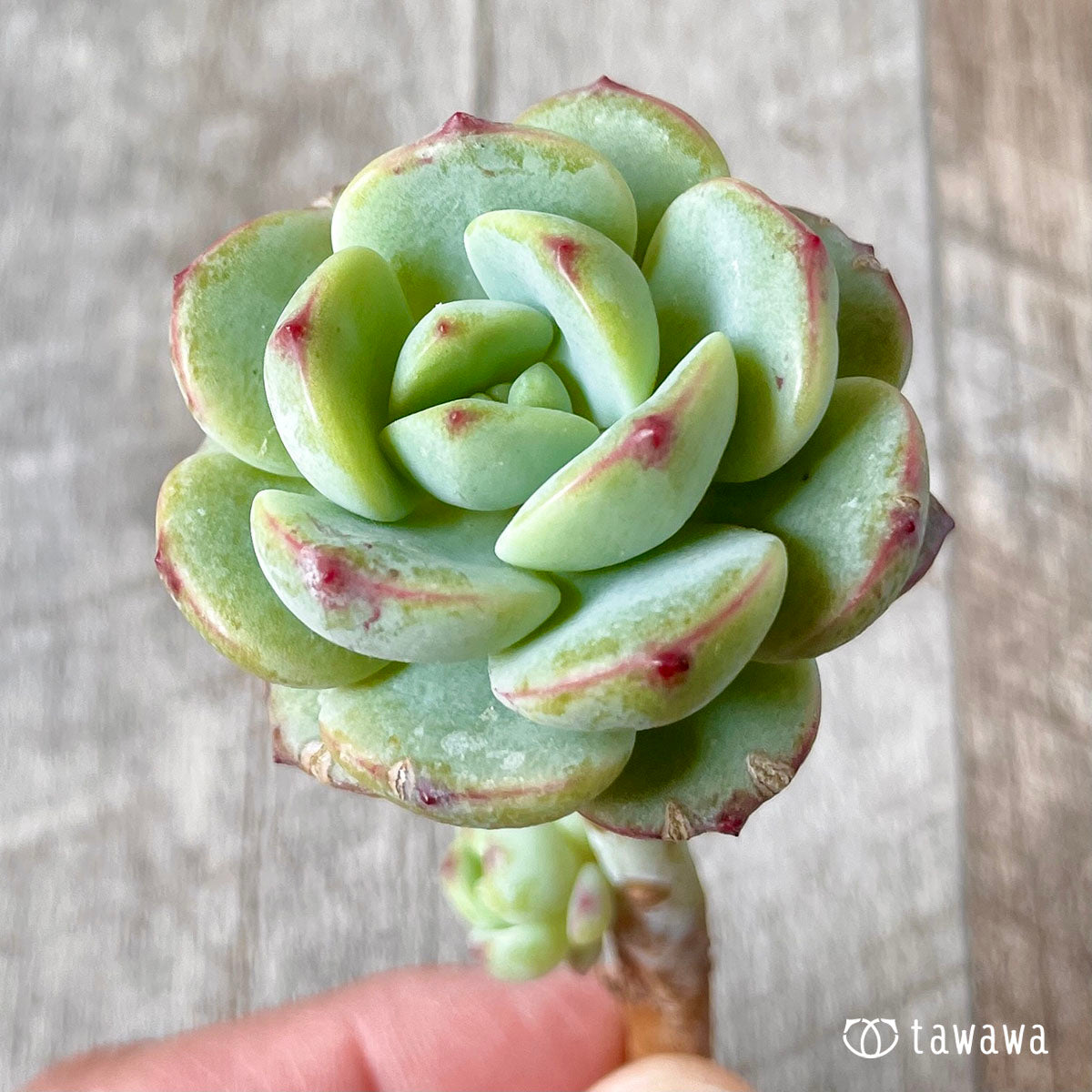 바닐라 비스