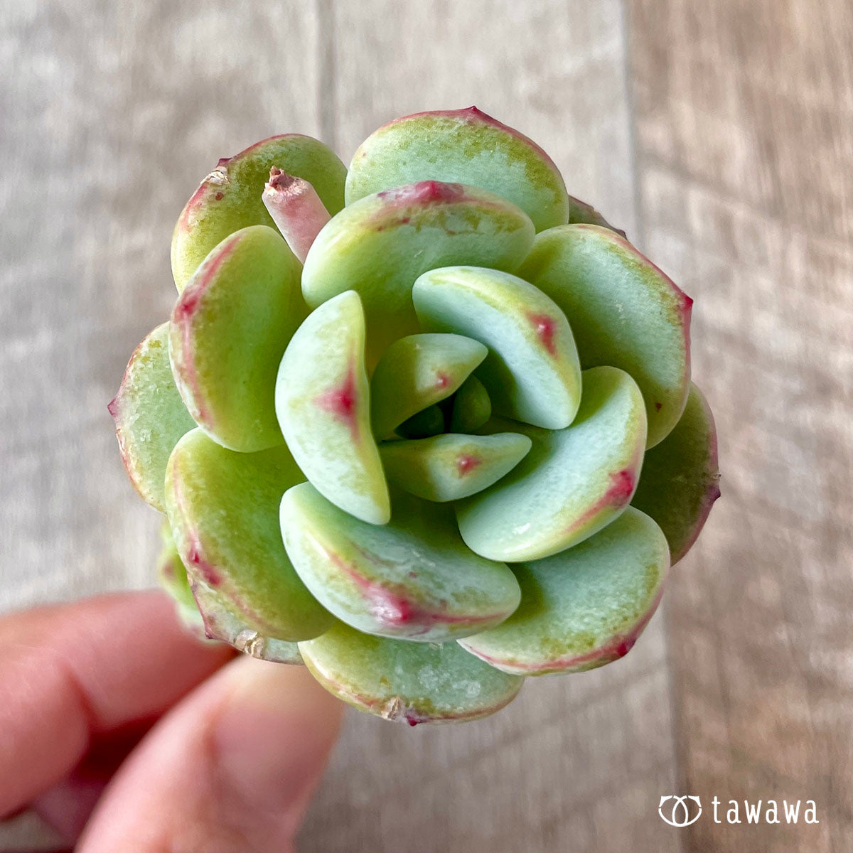 바닐라 비스
