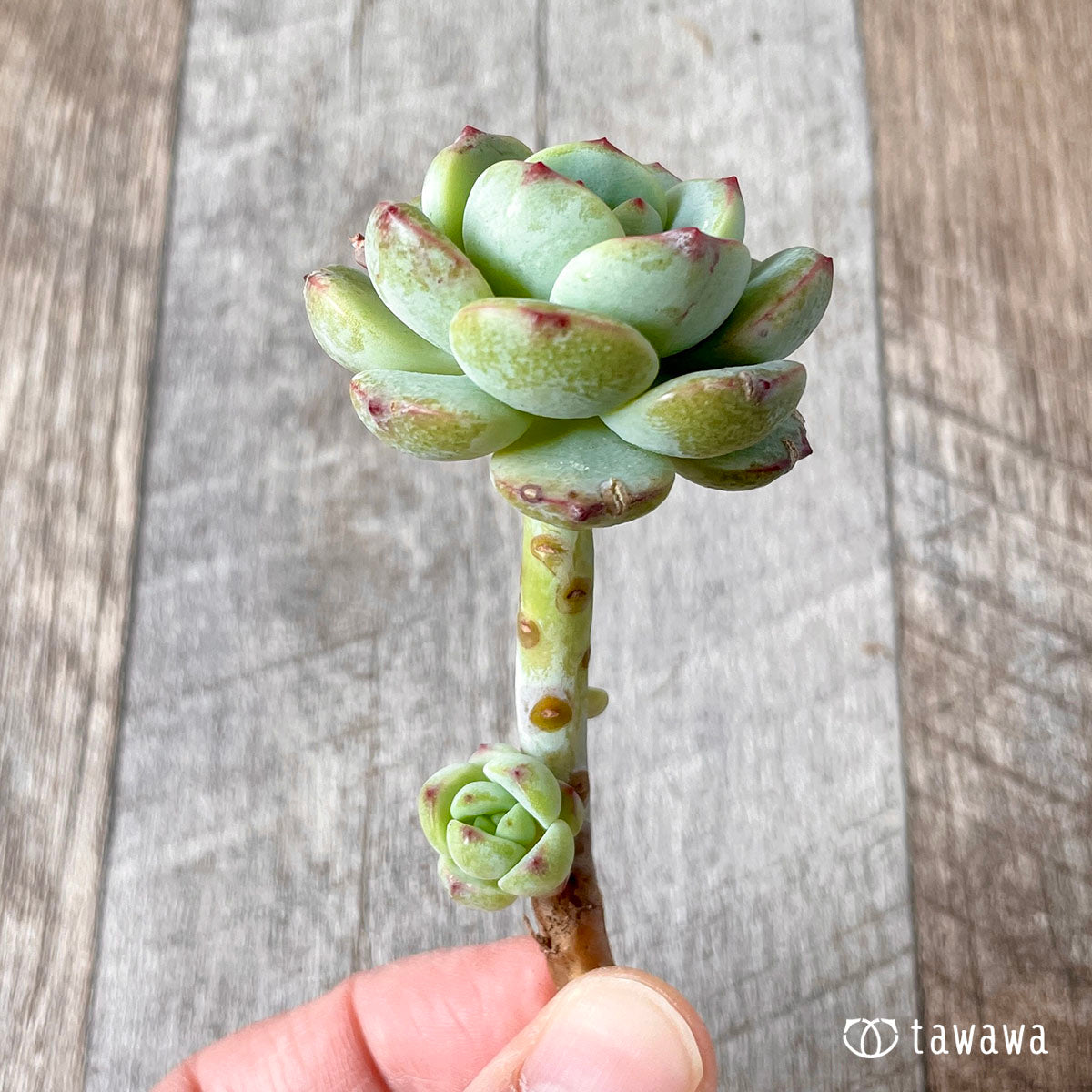 바닐라 비스