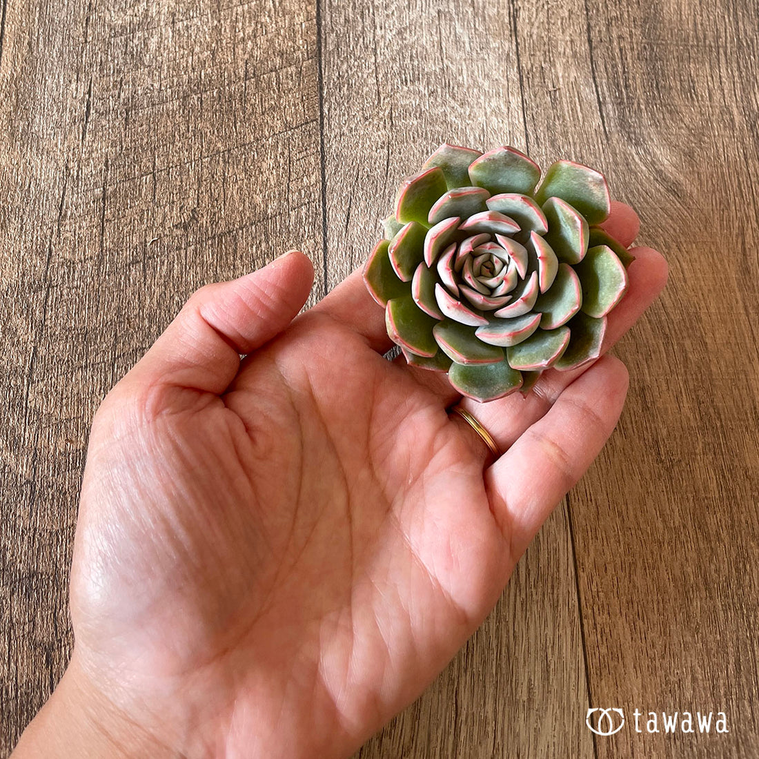 Egeria (disease characterized by symptoms suggestive of premature aging)