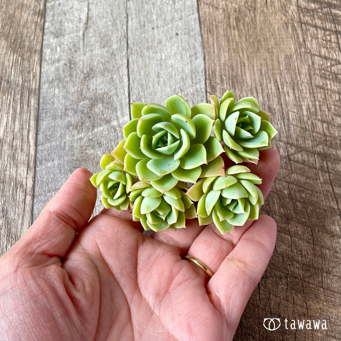 New Arrival* Star Mark