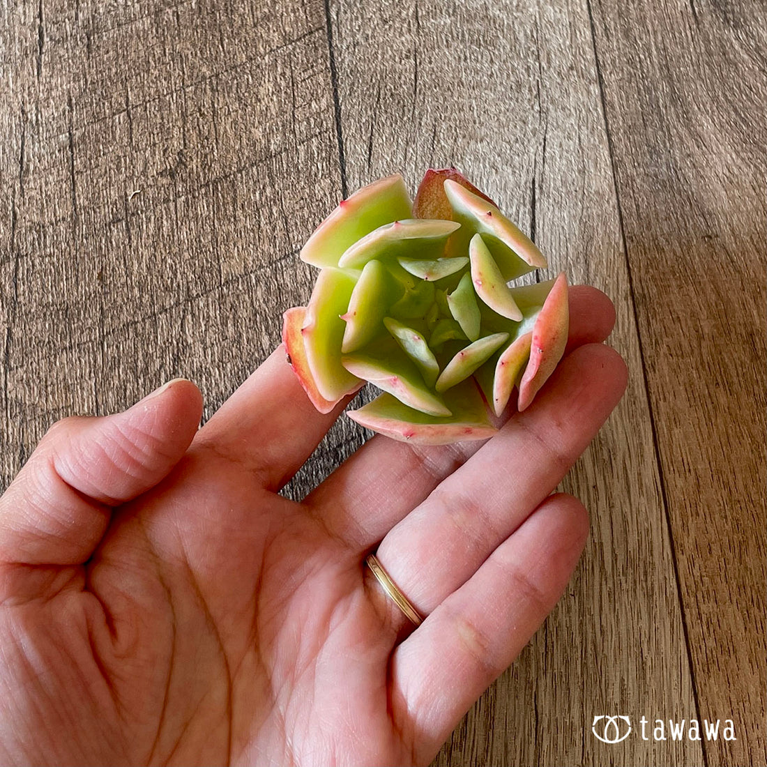 New Arrival* Cubic Frost