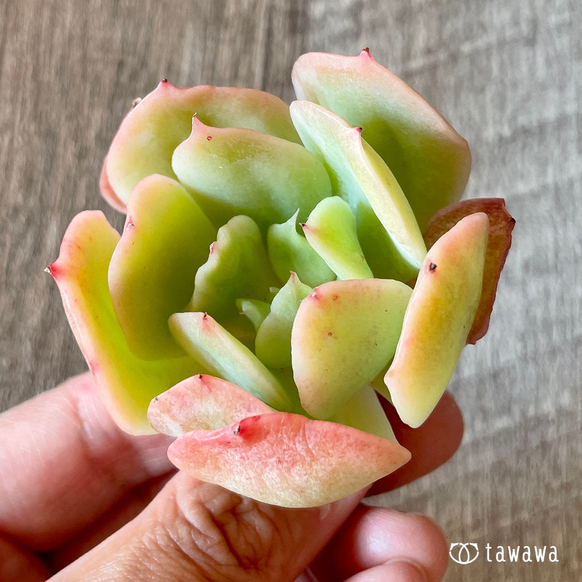 New Arrival* Cubic Frost