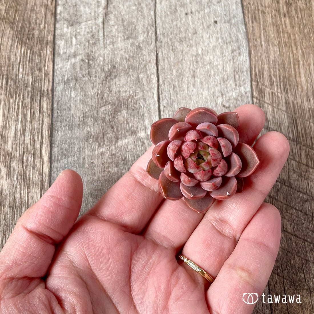 New Arrival* Star Mark