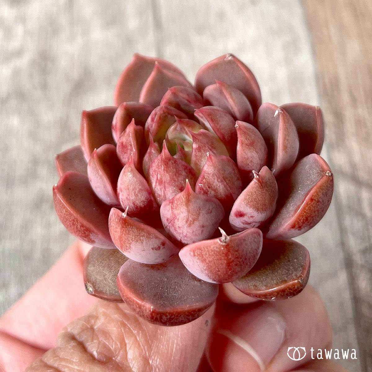 앰버 로즈