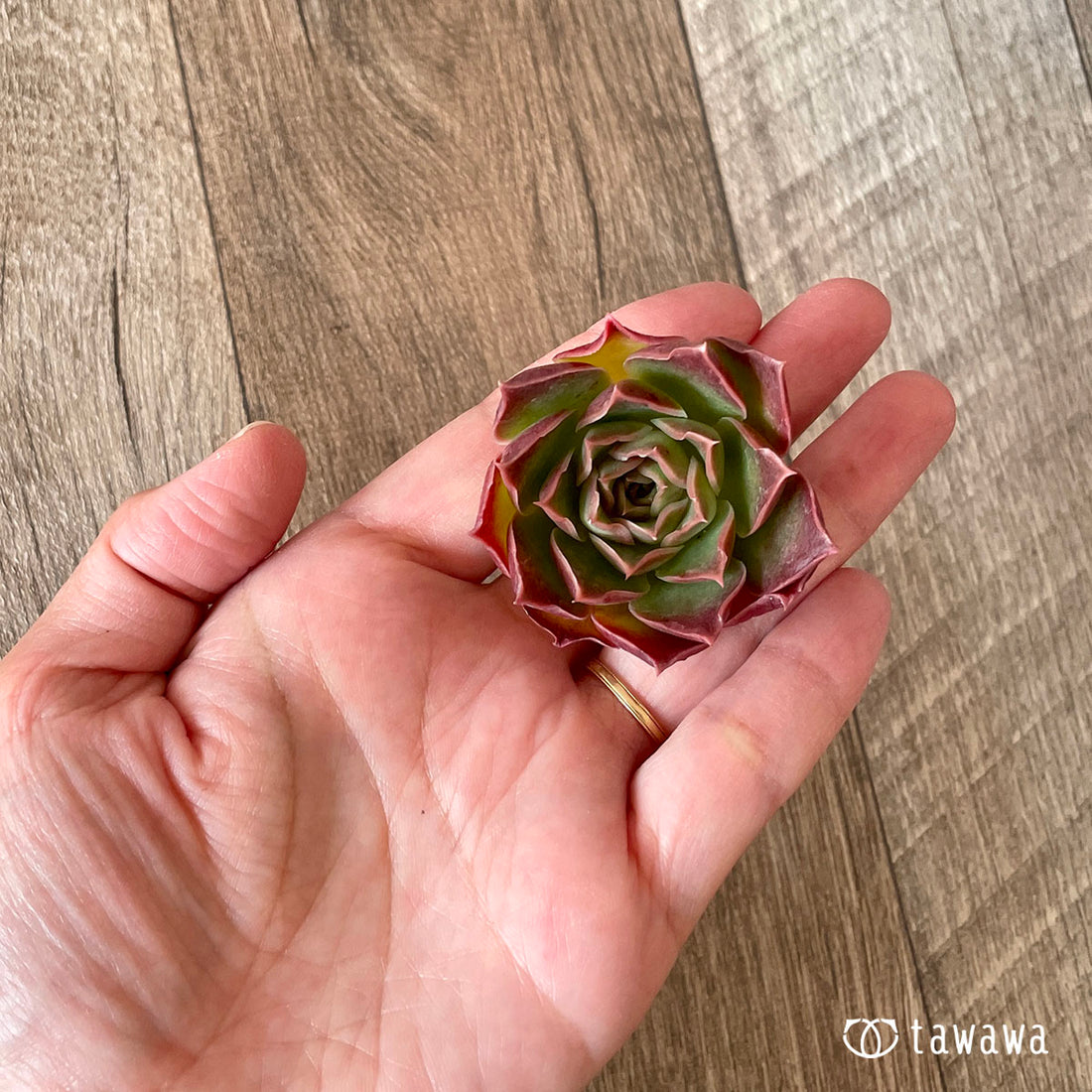 New Arrival* Cubic Frost