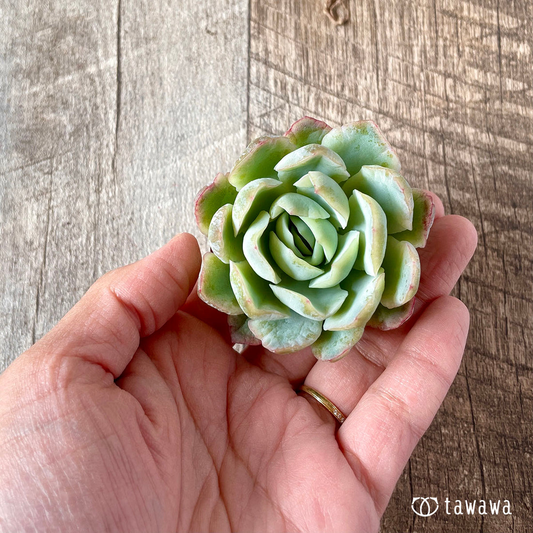 New Arrival* Star Mark