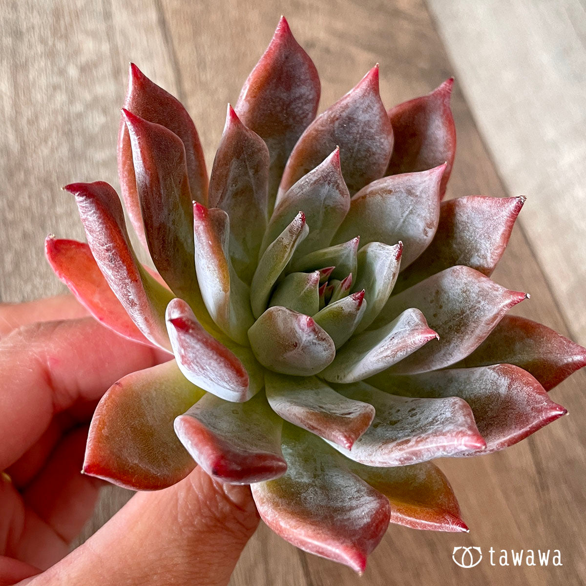 콜로라 탭 랜디티