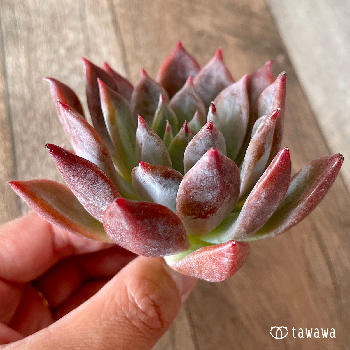 콜로라 탭 랜디티