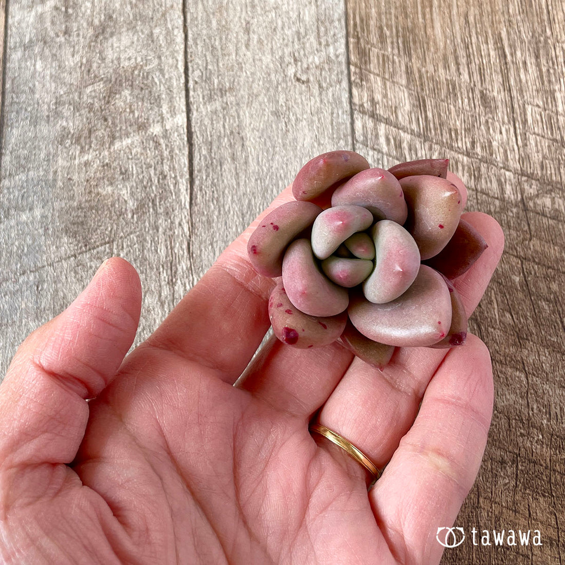 New Arrival Pink Champagne