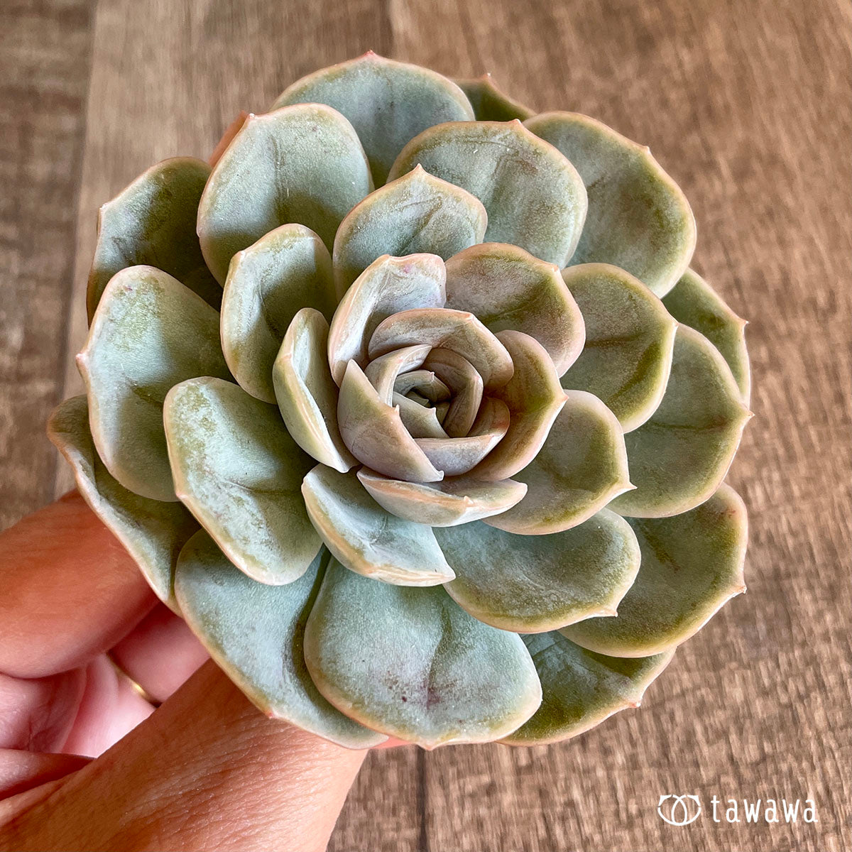 blue surprise