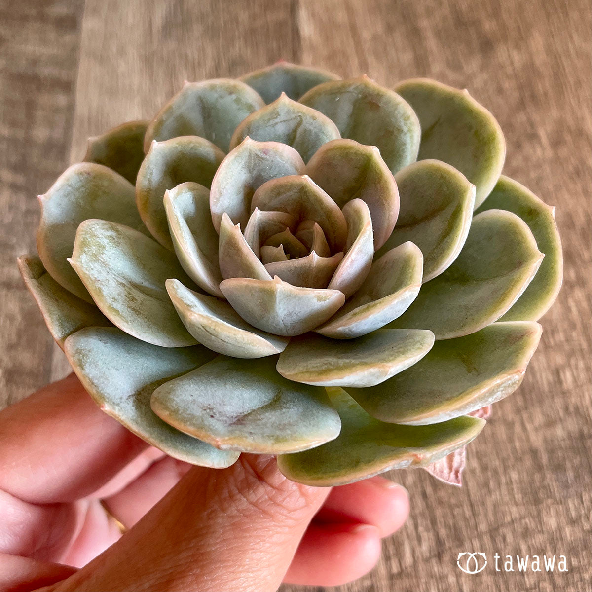 blue surprise