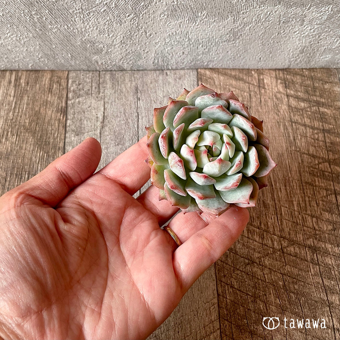 New Arrival* Cubic Frost