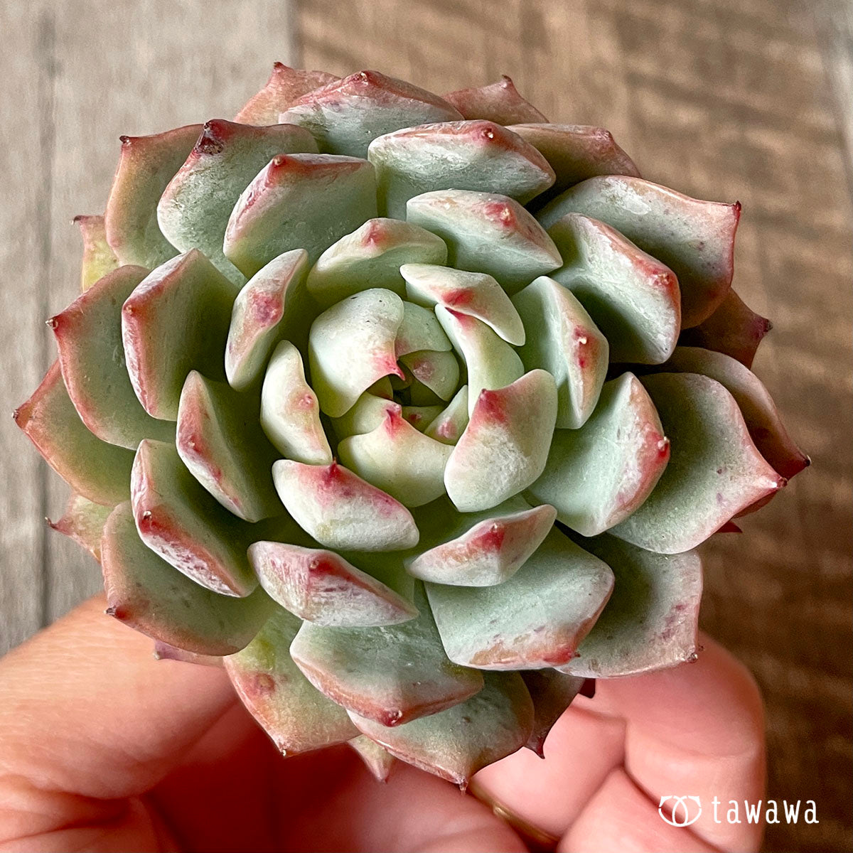 New Arrival* Cubic Frost