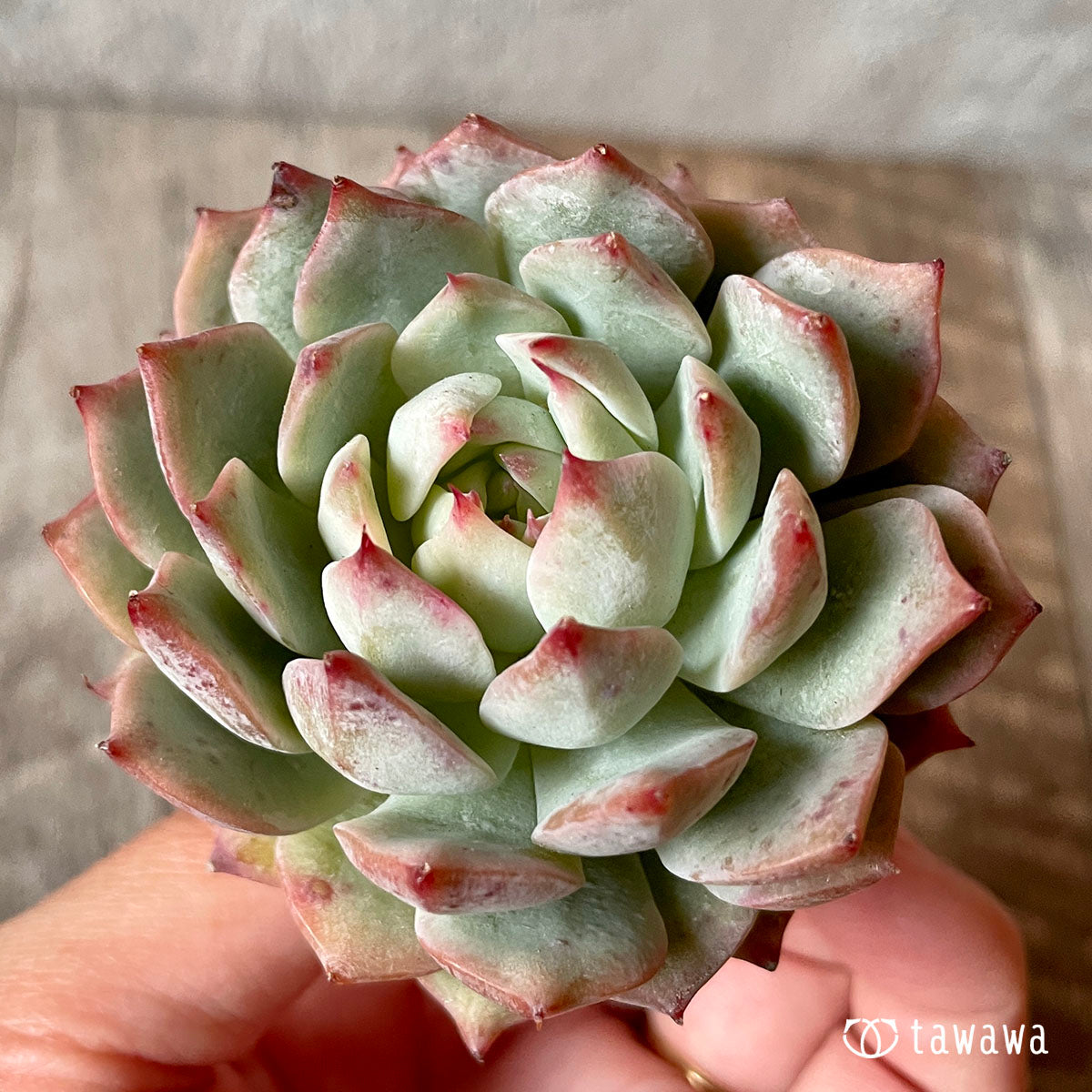 New Arrival* Cubic Frost