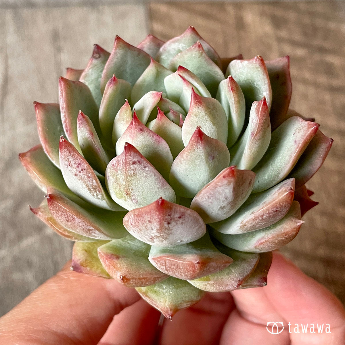 New Arrival* Cubic Frost