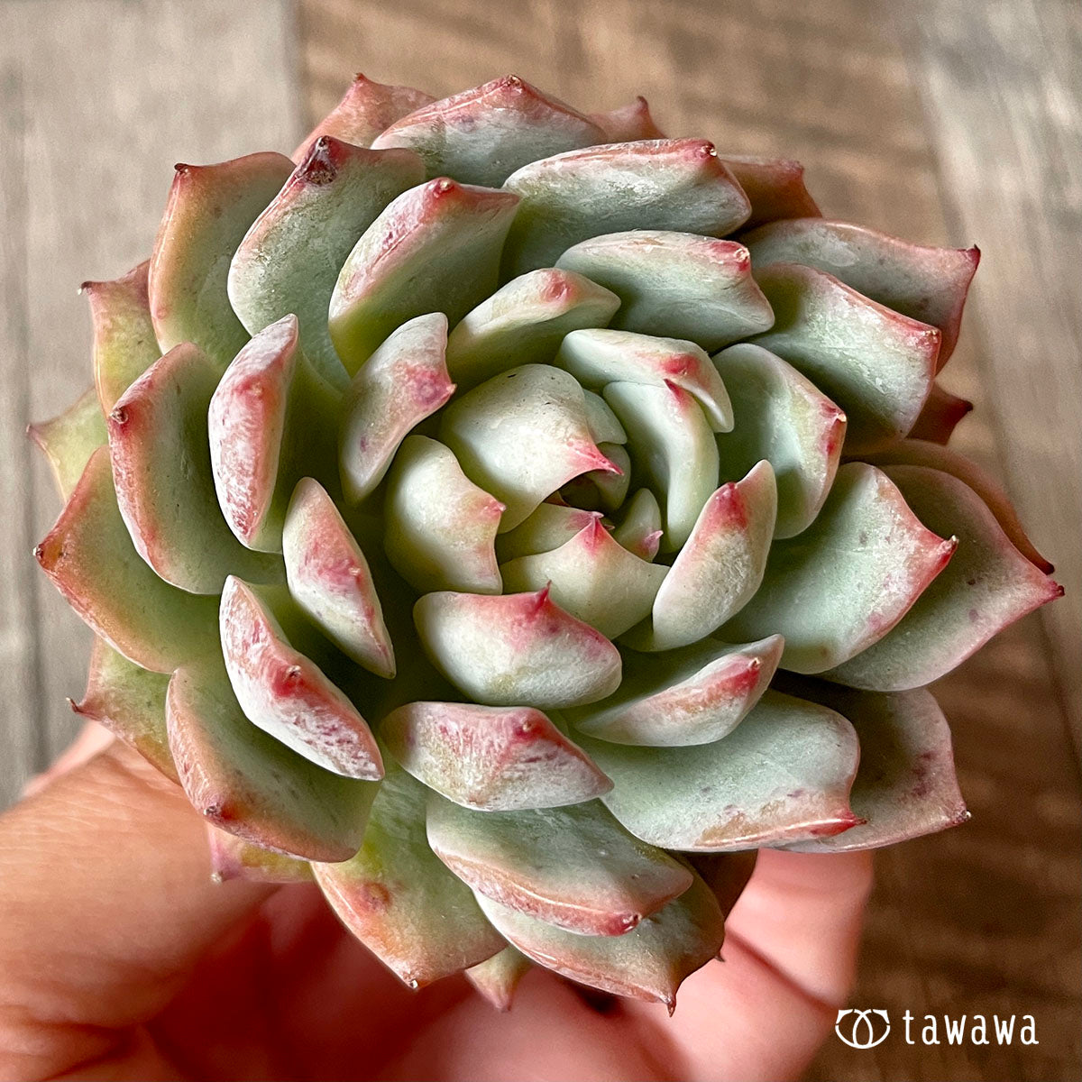 New Arrival* Cubic Frost