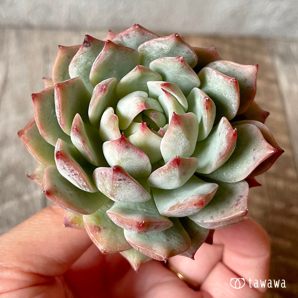 New Arrival* Cubic Frost