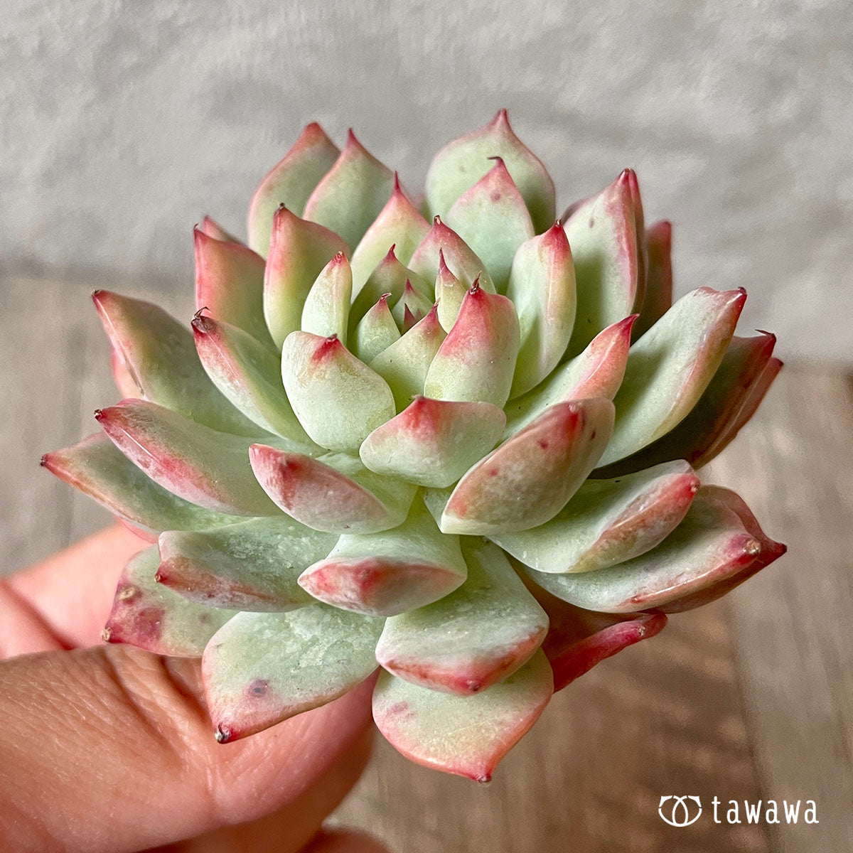 New Arrival* Cubic Frost