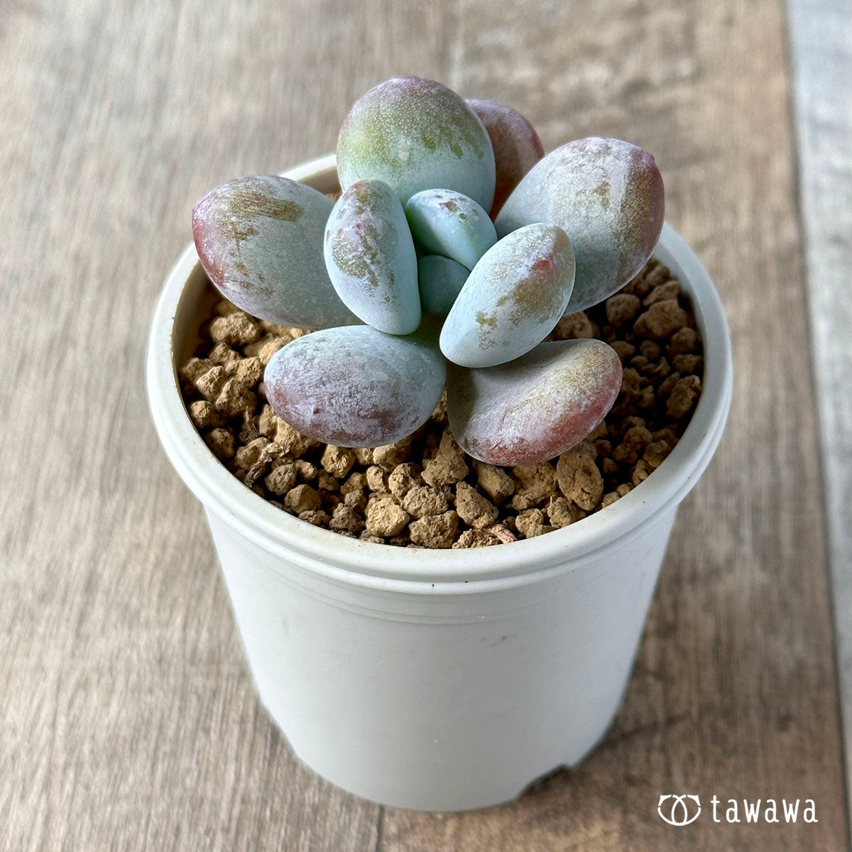 쿠이카테카눔