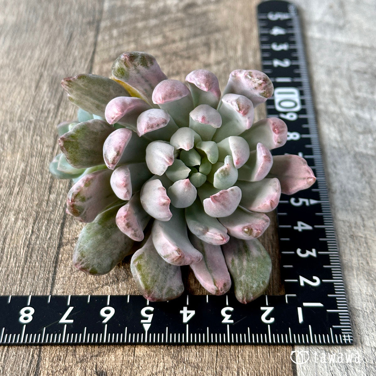 シャイデッケリ錦 (花立田)