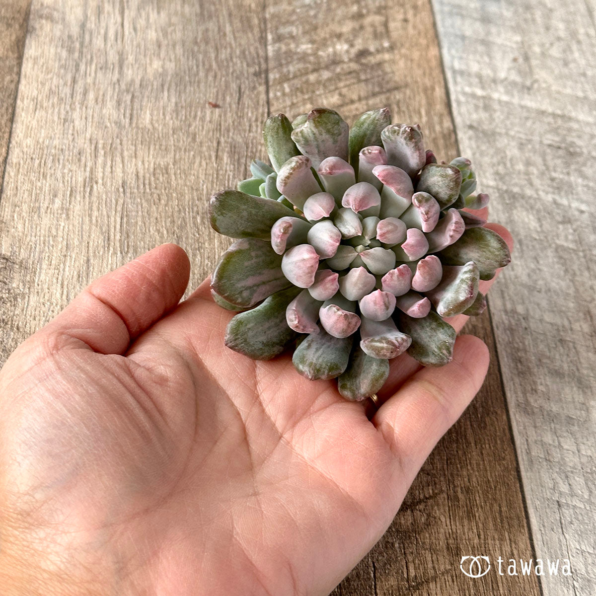 シャイデッケリ錦 (花立田)