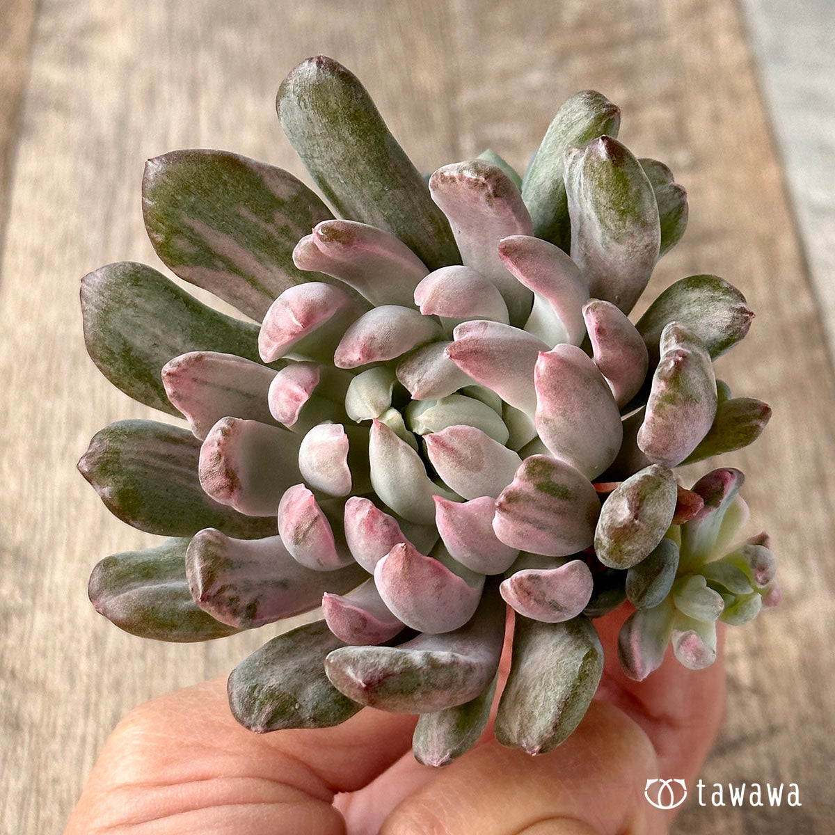 シャイデッケリ錦 (花立田)