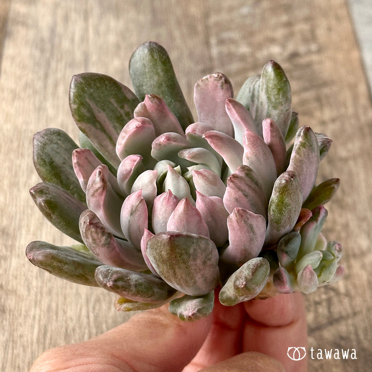 シャイデッケリ錦 (花立田)