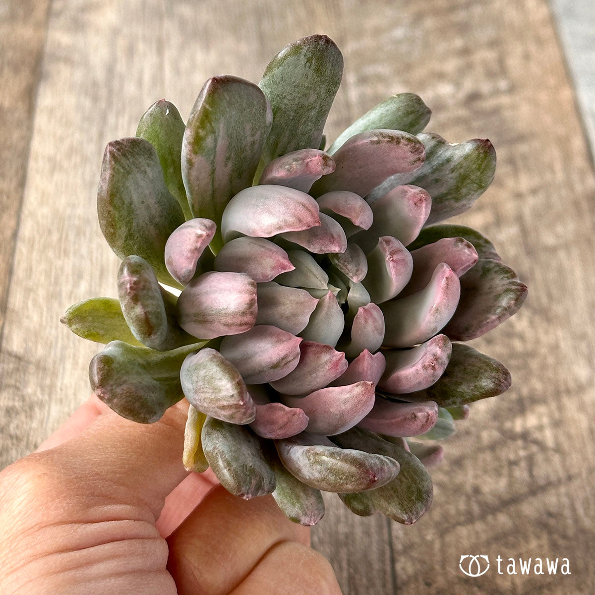 シャイデッケリ錦 (花立田)
