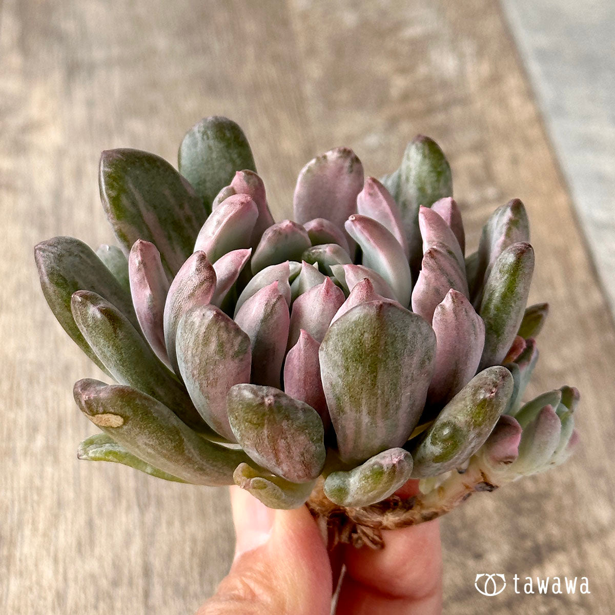 シャイデッケリ錦 (花立田)