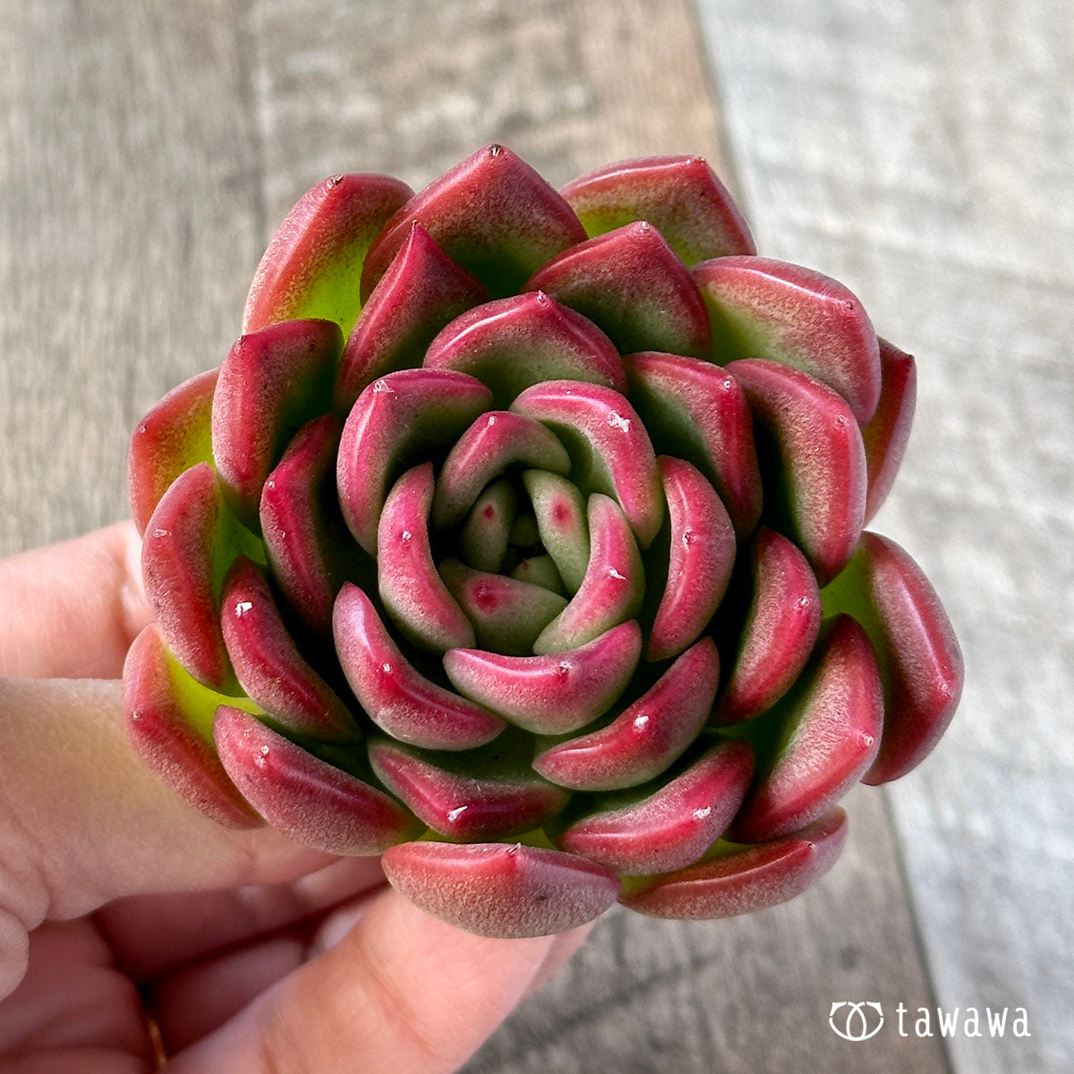Floridile