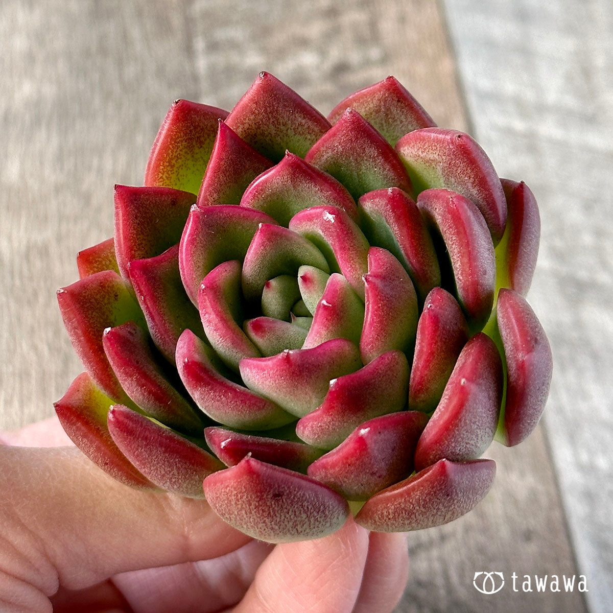 Floridile