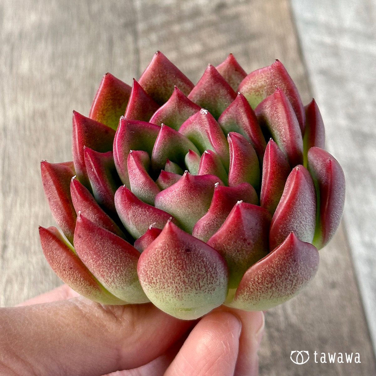 Floridile