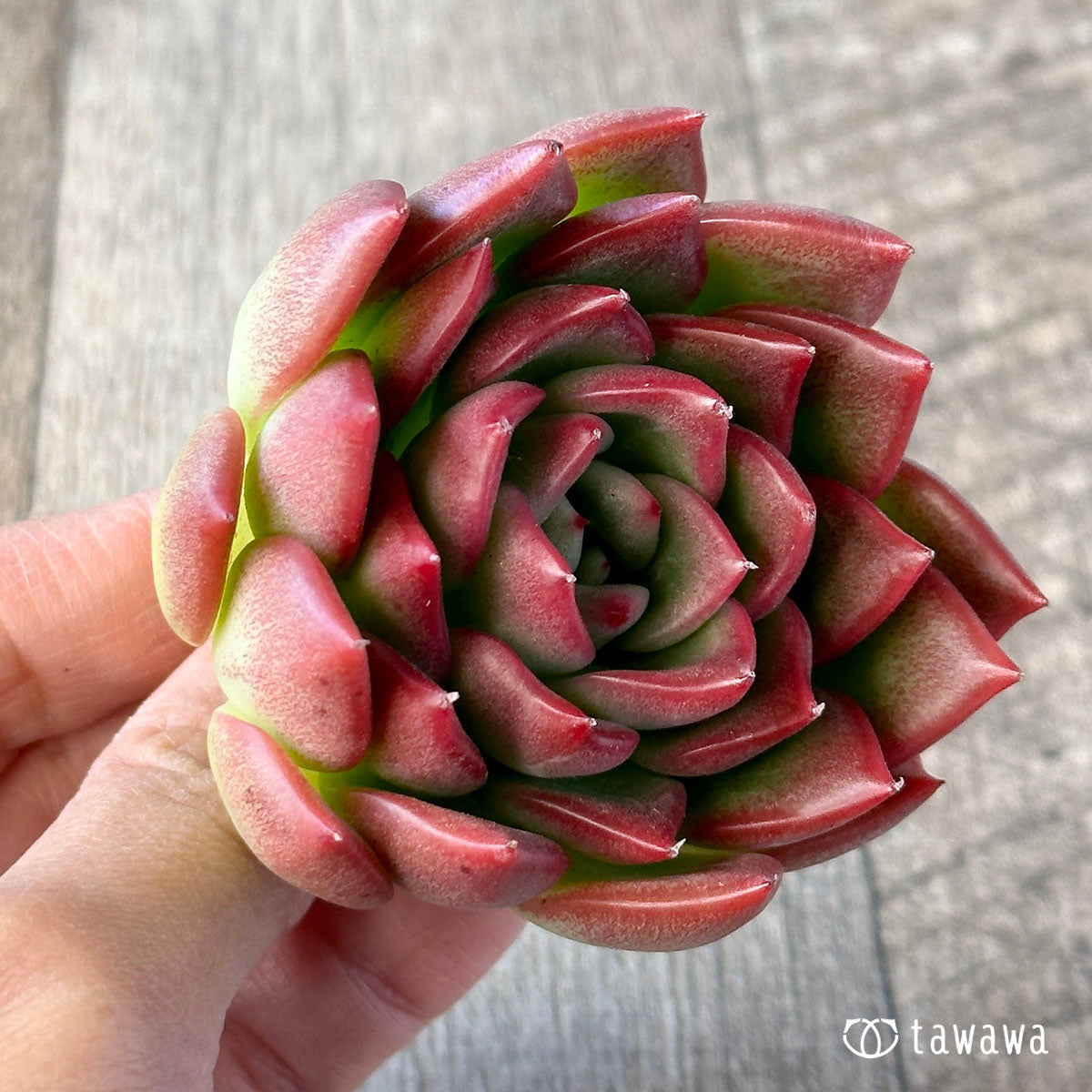 Floridile