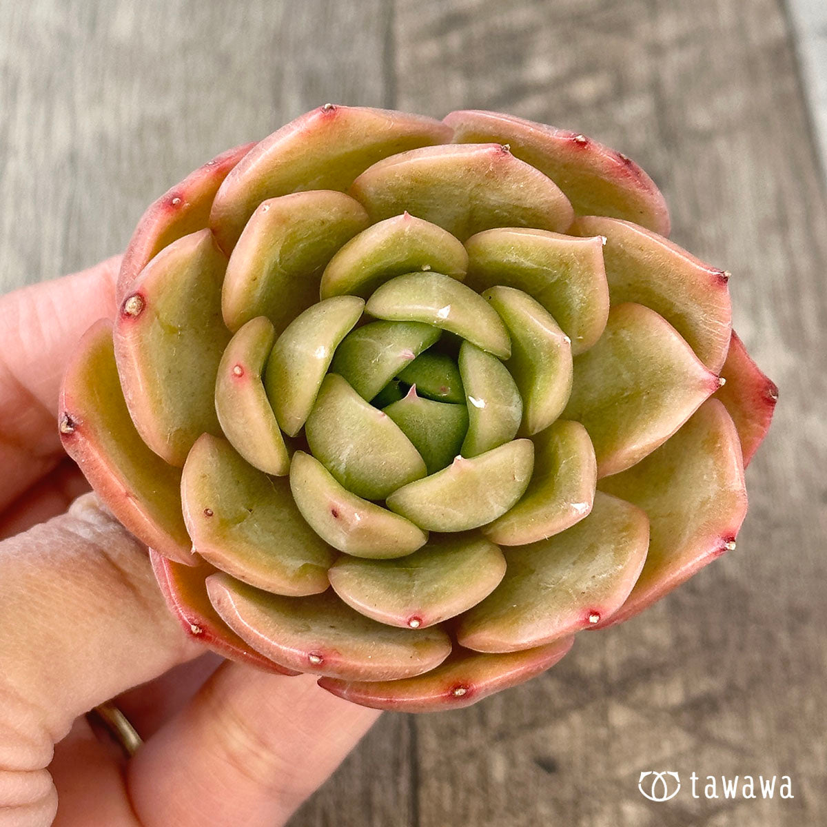 까르띠에
